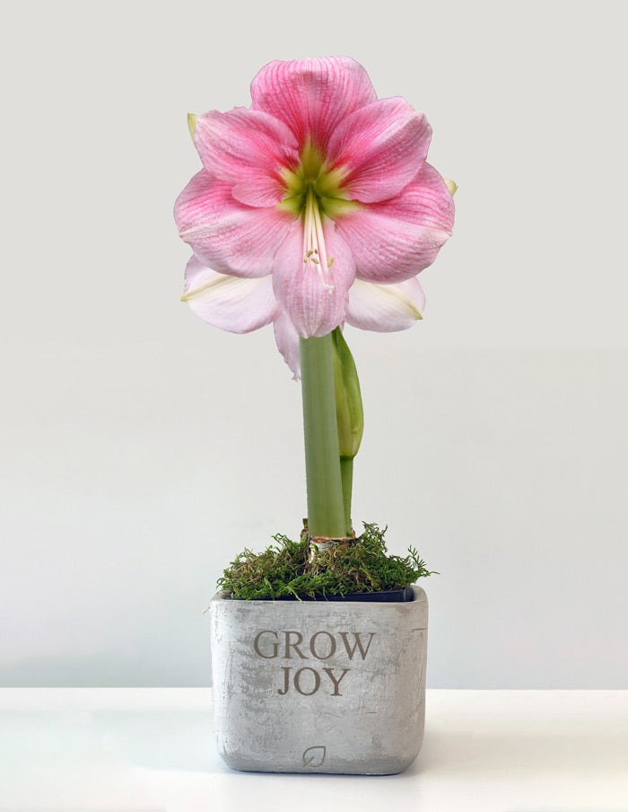 Grow Joy Amaryllis Desktop Plant