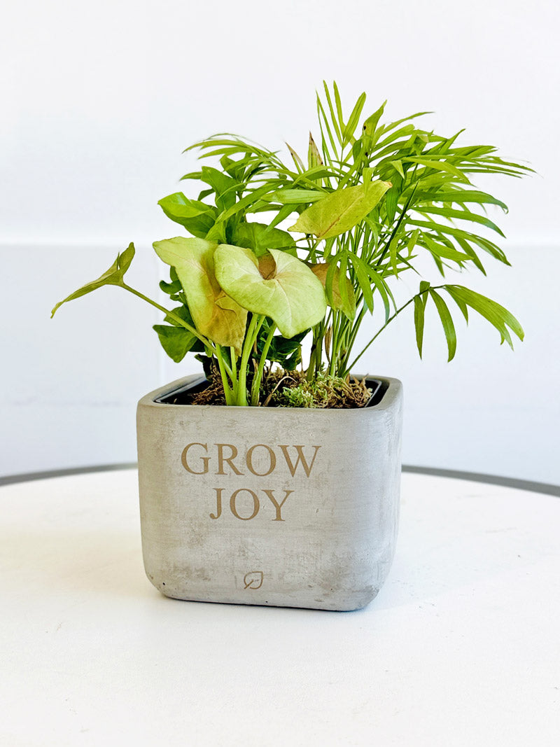 Grow Joy Tropical Desktop Garden