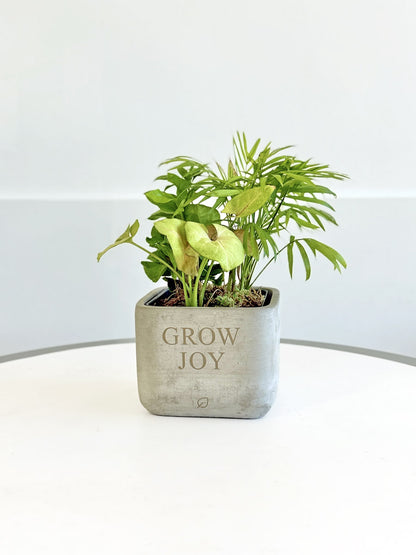 Grow Joy Tropical Desktop Garden