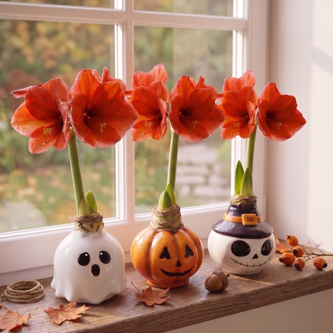 Ghost Waxed Amaryllis Collector's Bulb‎ with sovereign blooms
