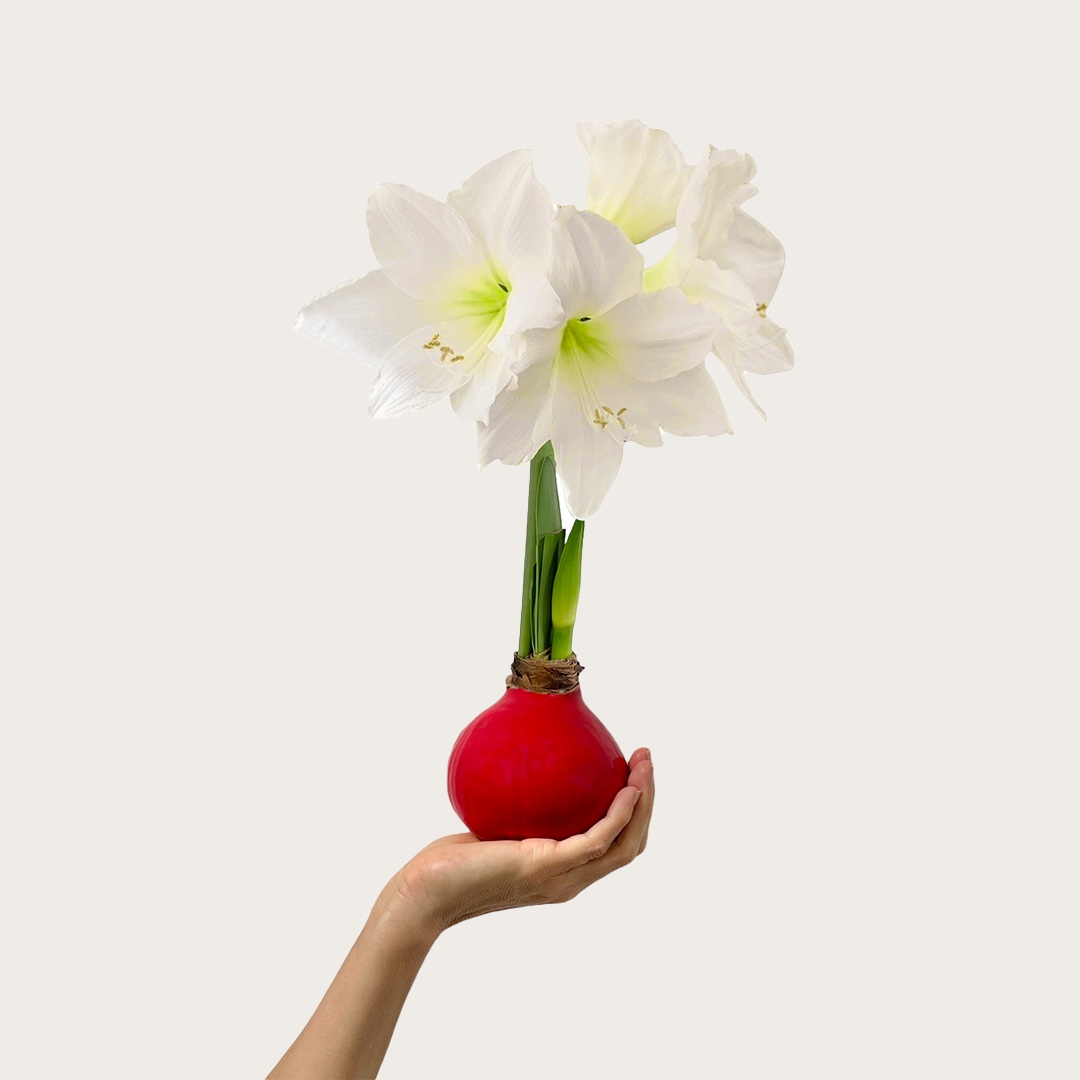 Winter Wax-Dipped Amaryllis Bulb‎ with white blooms