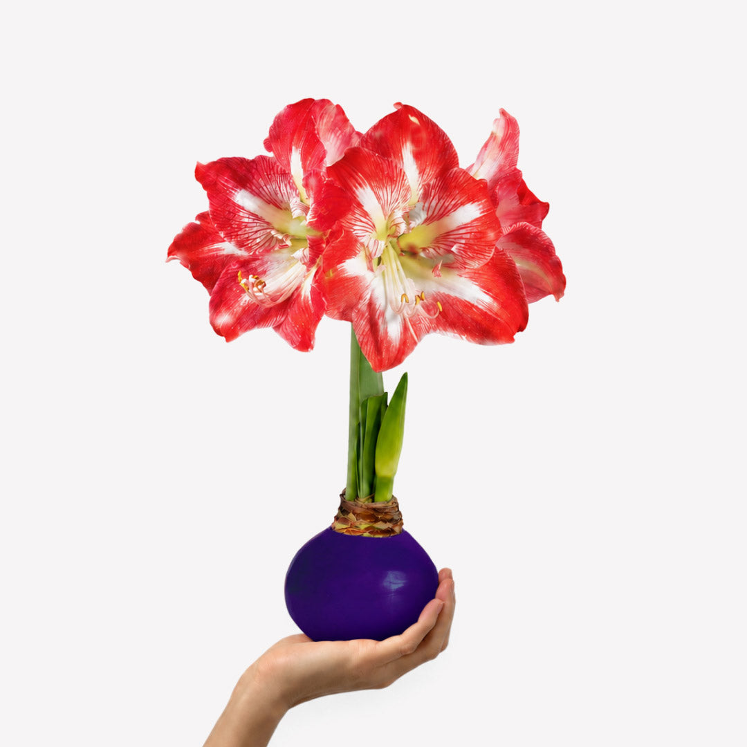 The Jewel Box Waxed Amaryllis Bulb Gift Set‎ with three minerva bulbs