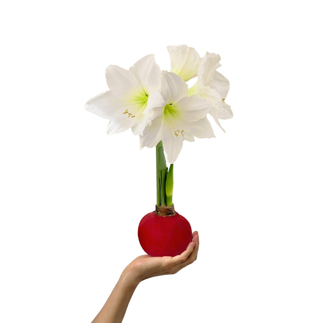 Winter Wax-Dipped Amaryllis Bulb‎ with white blooms