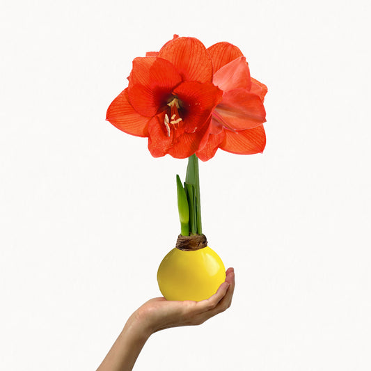 Fall Yellow Waxed Amaryllis Bulb‎ with sovereign blooms image