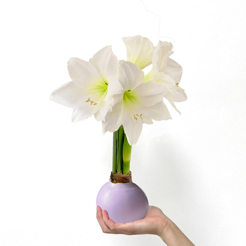 Spring Waxed Amaryllis Bulb‎ with white blooms