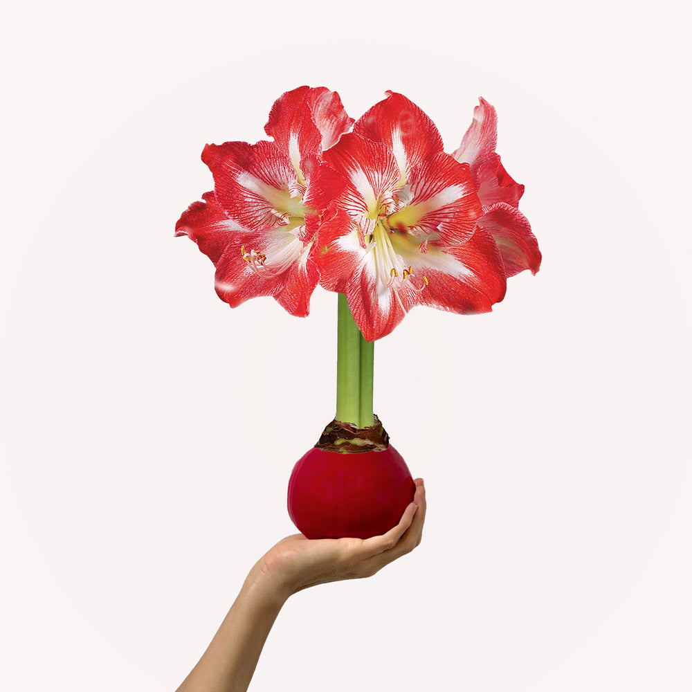 Jewel Tone Waxed Signature Amaryllis Bulb‎ with minerva blooms
