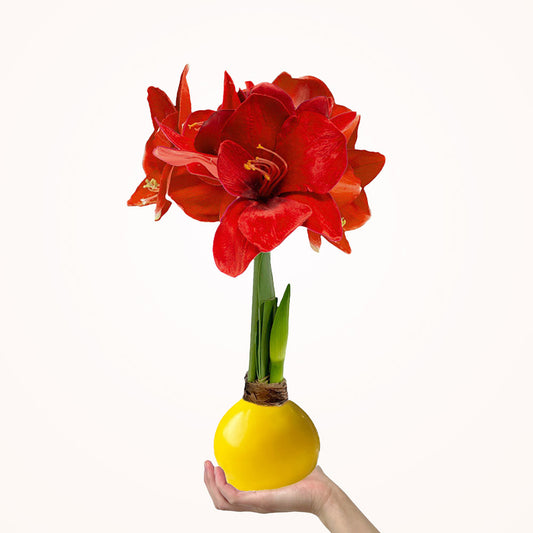 Sunshine Yellow Waxed Amaryllis Bulb‎ with bold red blooms image