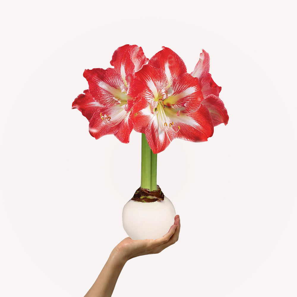 Jewel Tone Waxed Signature Amaryllis Bulb‎ with minerva blooms