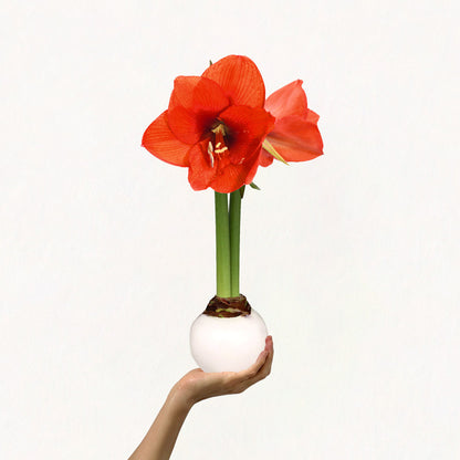 White Wax-Dipped Sovereign Amaryllis Bulb‎ with red orange blooms