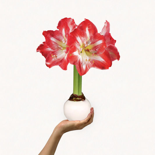 image of Holiday Wax-Dipped Amaryllis Bulb‎ with minerva blooms 