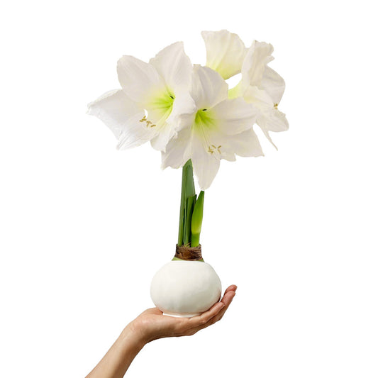 Winter Wax-Dipped Amaryllis Bulb‎ with white blooms