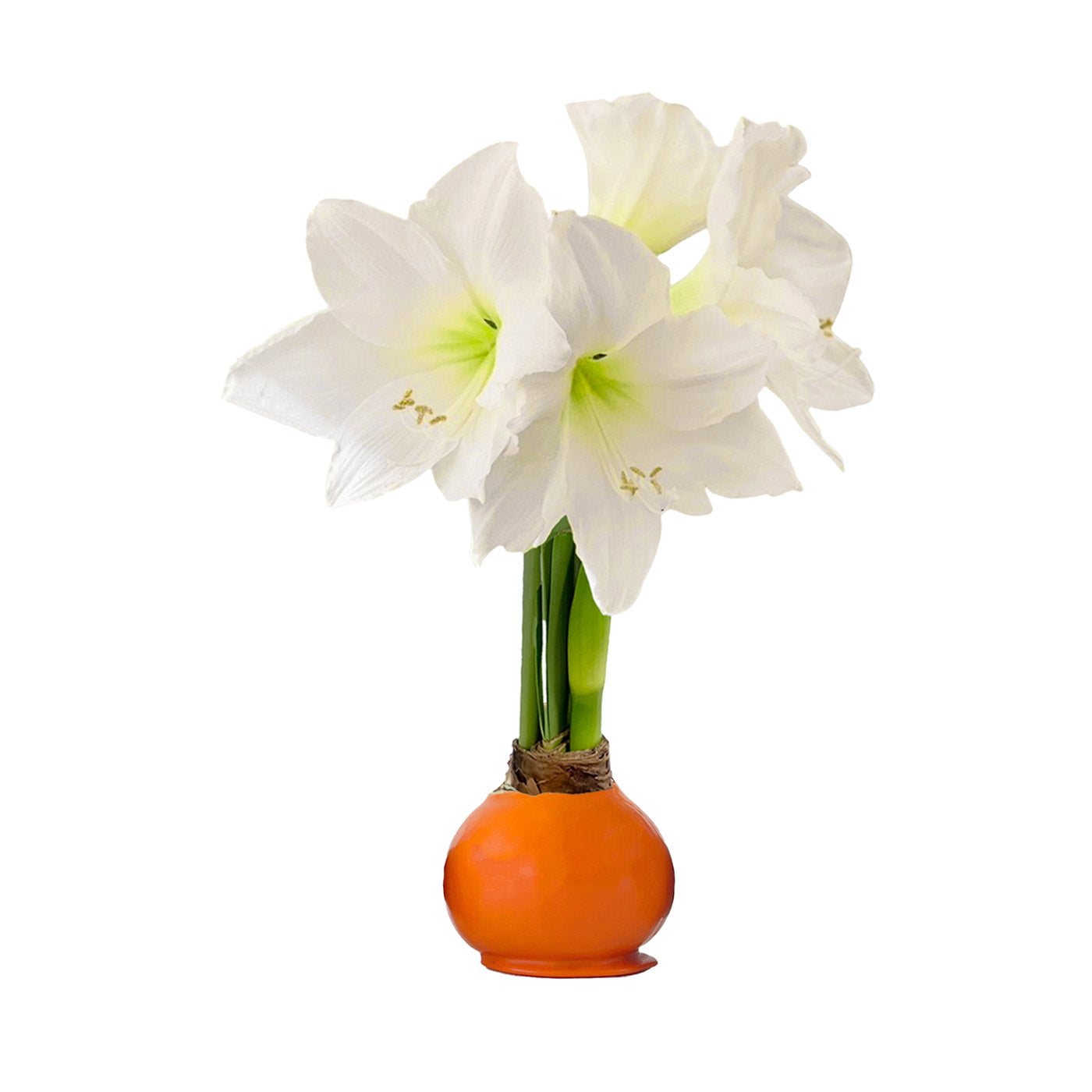 Fall Waxed Signature Amaryllis Bulb‎ with white blooms