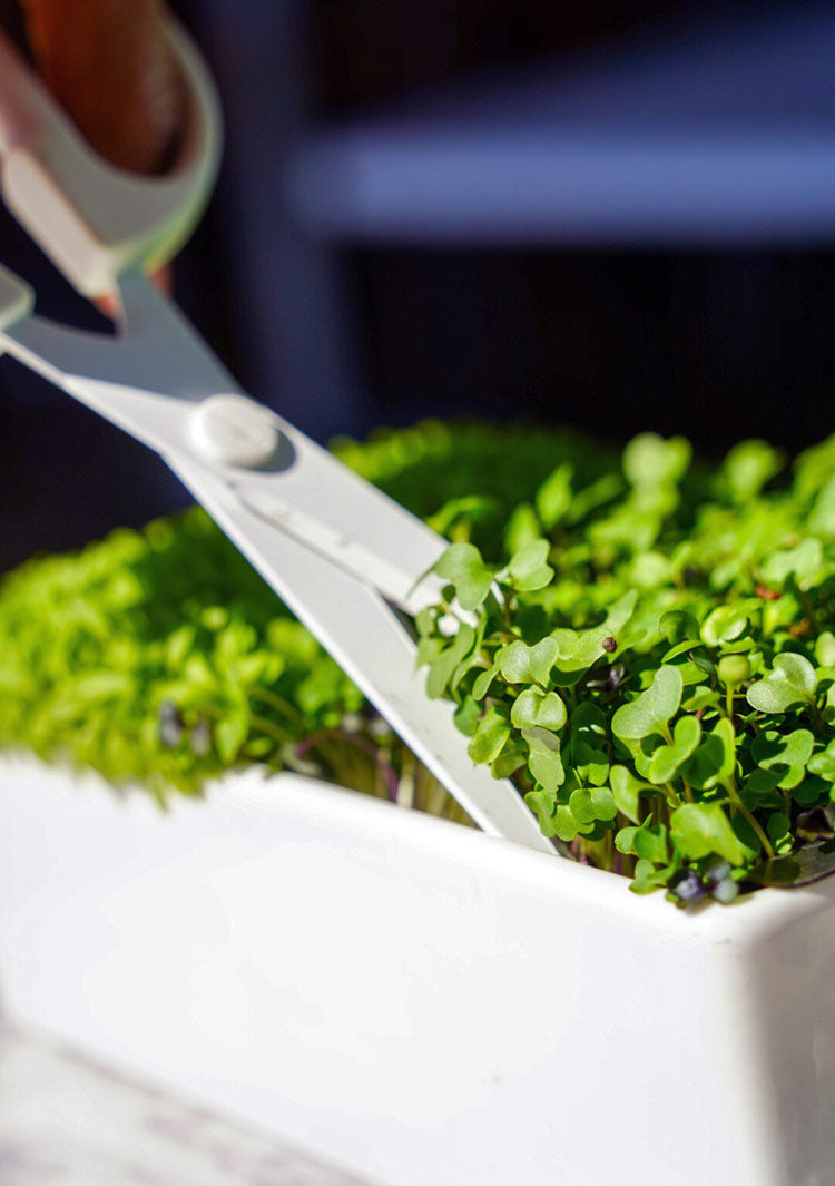 Microgreens Desktop Garden Starter Kit