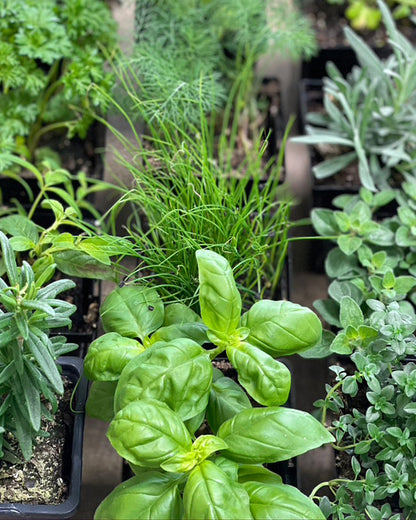 The Herb Garden Subscription