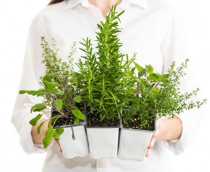 Cocktail Herb Garden Plant Collection