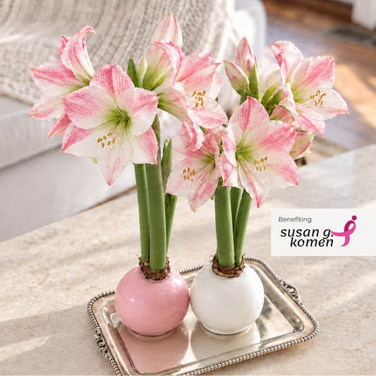 Hope Grows Waxed Appleblossom Amaryllis Bulb‎ in support of Breast Cancer Awareness Month image