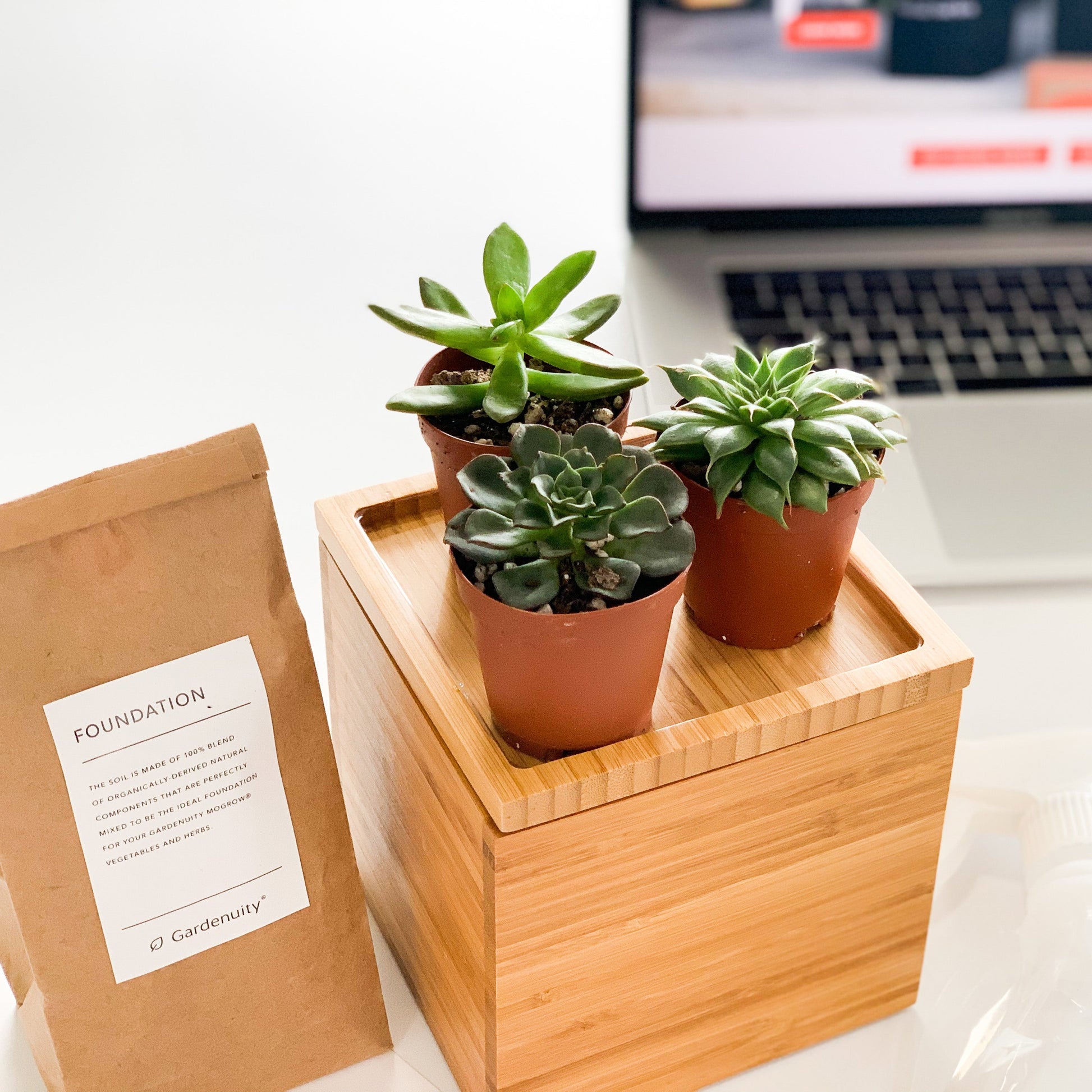 office succulent garden Succulent Desktop Garden Bamboo