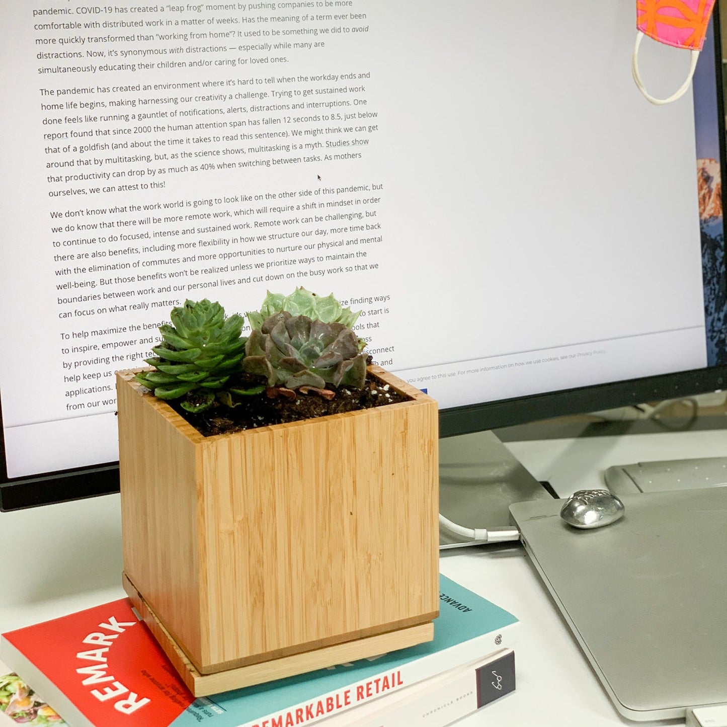 Succulent Desktop Garden