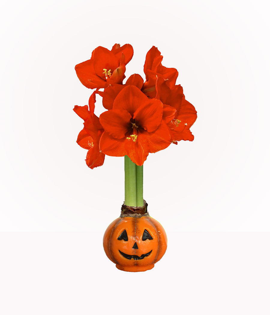 Jack-O-Lantern Waxed Amaryllis Collector's Bulb‎ with sovereign blooms