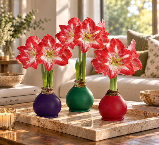 The Jewel Box Waxed Amaryllis Bulb Gift Set‎ with three minerva bulbs image