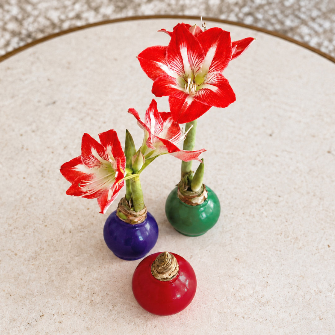 The Jewel Box Waxed Amaryllis Bulb Gift Set‎ with three minerva bulbs
