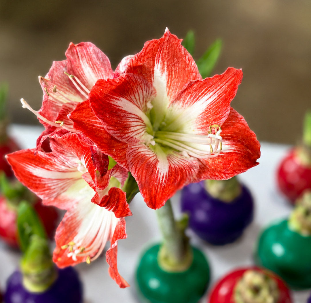 The Jewel Box Waxed Amaryllis Bulb Gift Set‎ with three minerva bulbs