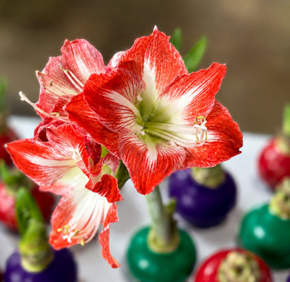 The Jewel Box Waxed Amaryllis Bulb Gift Set‎ with three minerva bulbs