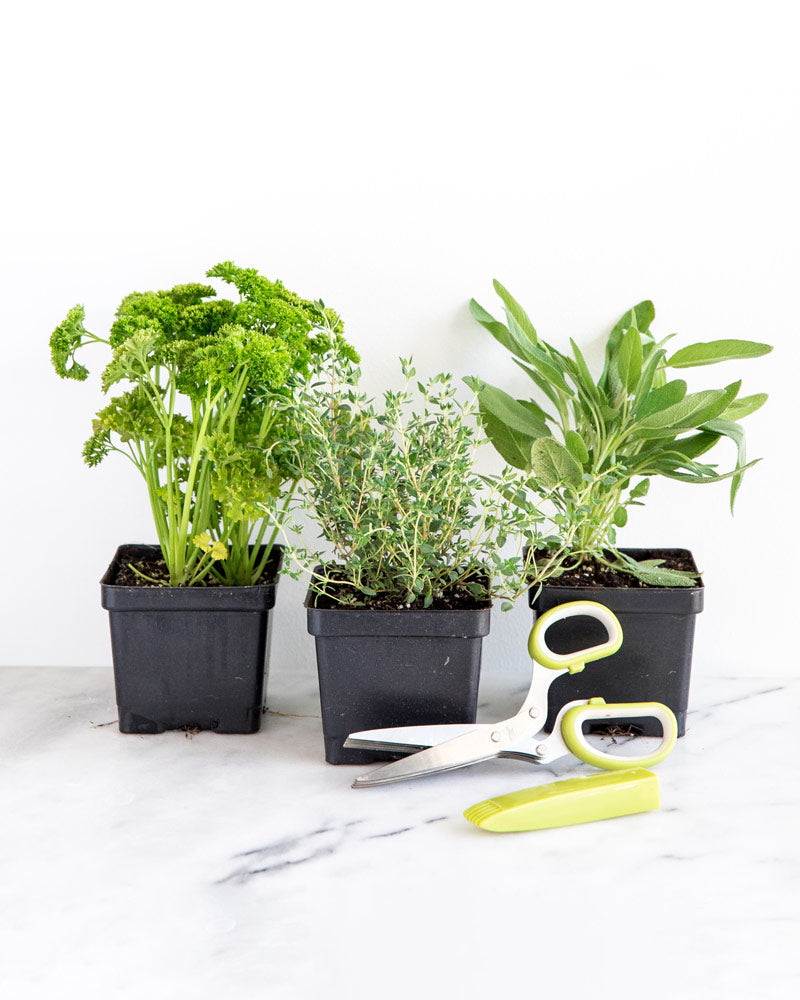 Spring Kitchen Herb Plant Collection