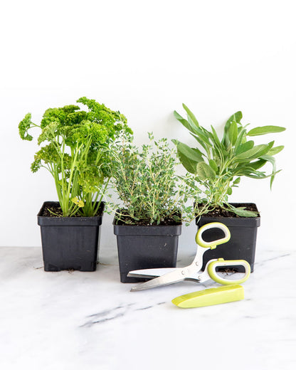 Spring Kitchen Herb Plant Collection