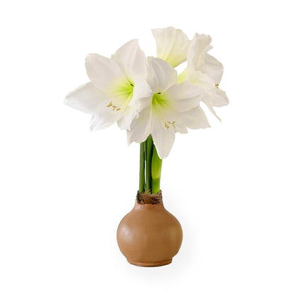 Fall Waxed Signature Amaryllis Bulb‎ with white blooms