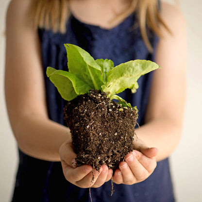 Salad Garden Plant Collection