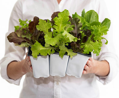 Salad Garden Plant Collection