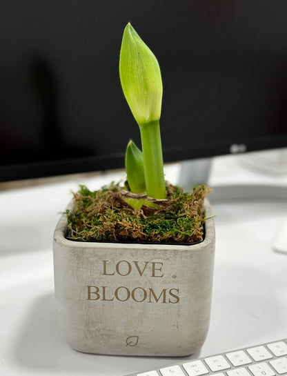 Love Blooms Amaryllis Desktop Plant