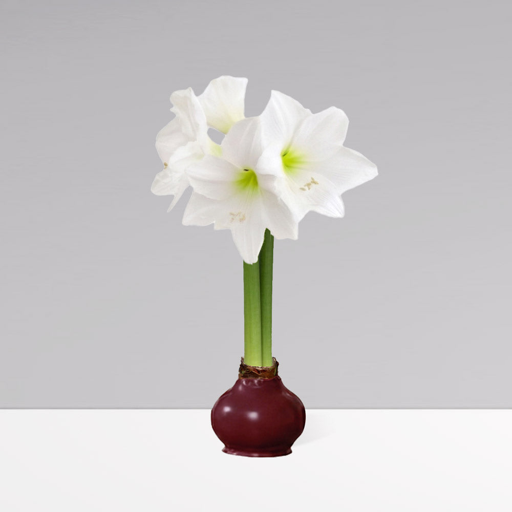 Fall Waxed Signature Amaryllis Bulb‎ with white blooms