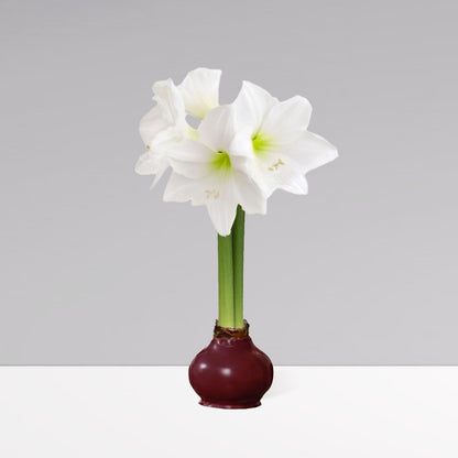 Fall Waxed Signature Amaryllis Bulb‎ with white blooms