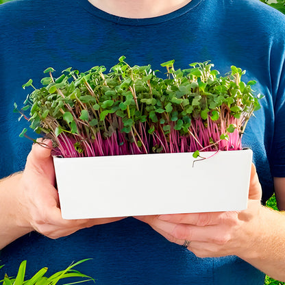Microgreens Desktop Garden Starter Kit
