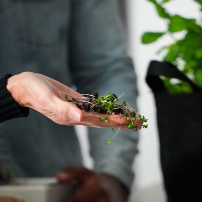 Microgreens Refresh Kit