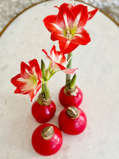 Red Waxed Amaryllis Bulb‎ with minerva blooms