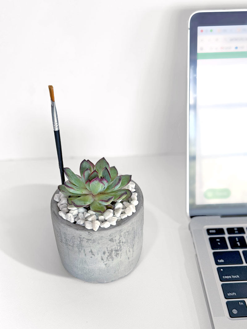 Mini Mod Succulent Desktop Plant Collection