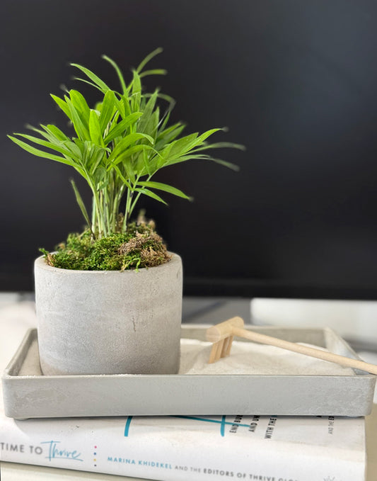 Modern Zen Tropical Desktop Garden ‎with mini indoor plant image