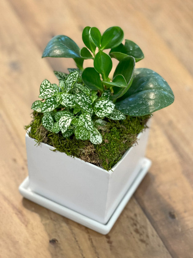 Mini Tropical Indoor Garden‎ in white ceramic planter