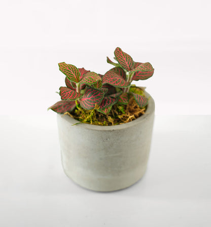 Mini Modern Tropical Desktop Plant Collection