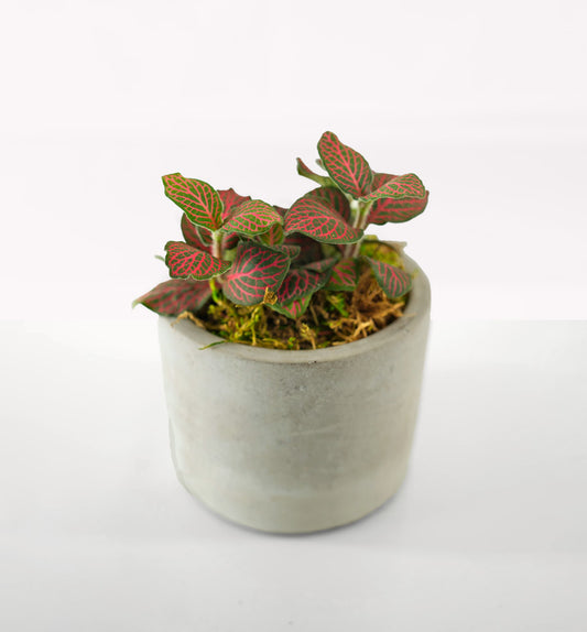 image of Mini Modern Tropical Desktop Plant Collection 