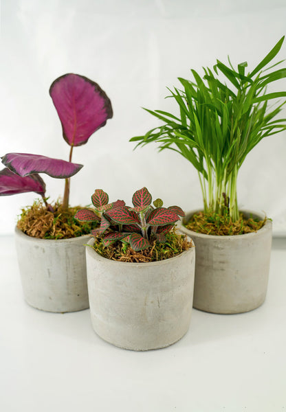 Mini Modern Tropical Desktop Plant Collection
