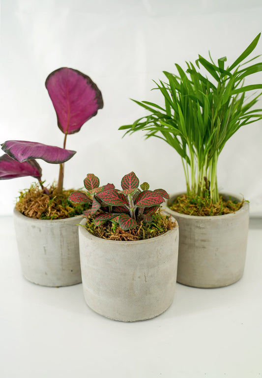 Mini Modern Tropical Desktop Plant Collection image