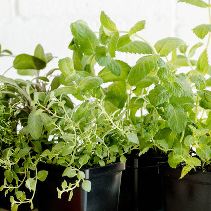 Mint Herb Garden Plant Collection