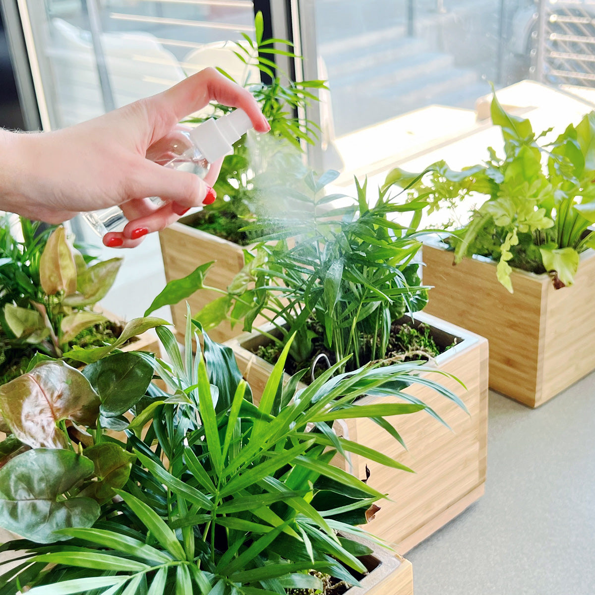 Tropical Desktop Garden