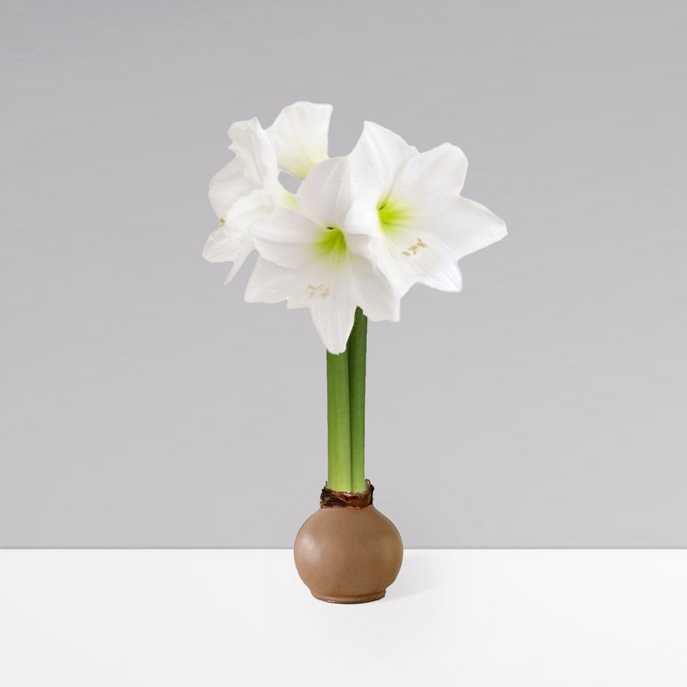 Fall Waxed Signature Amaryllis Bulb‎ with white blooms