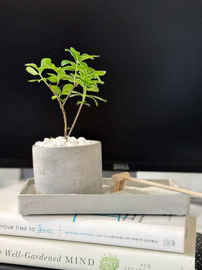 Modern Zen Desktop Garden ‎with mini bonsai plant