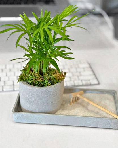 Modern Zen Tropical Desktop Garden ‎with mini indoor plant